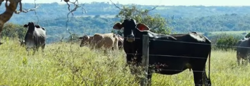 FIP Paisagens Rurais melhora renda de pecuaristas em Minas Gerais