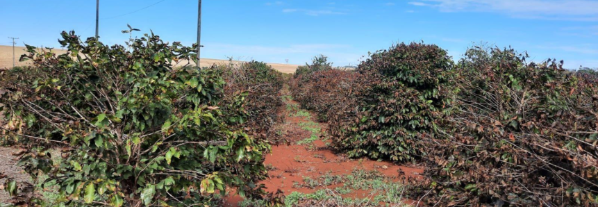 Após perdas na safra, produtores podem renegociar dívidas de custeio