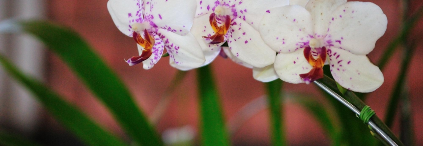 Floricultura: Comercialização tem incremento de 10% em todo o país no último ano