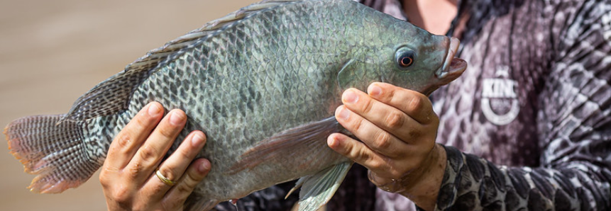 Agro.BR debate aspectos práticos na exportação de pescados