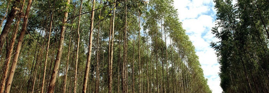 CNA debate cenário e perspectivas para os setores de borracha natural, celulose e carvão vegetal