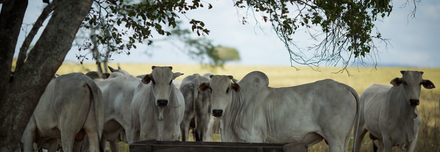 Campo Futuro apura custos da pecuária de corte