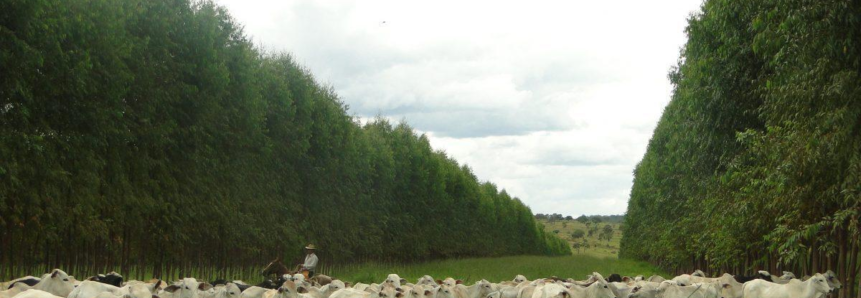 Produtores querem pecuária cada vez mais sustentável