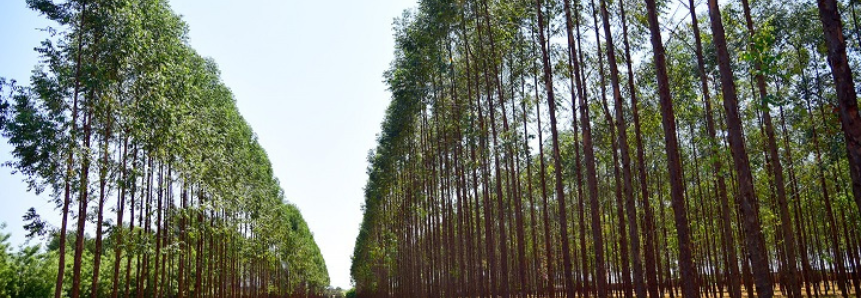 De janeiro a maio, produtos florestais representam 23% das exportações de MS com faturamento de US$ 620 milhões