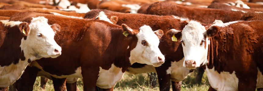 Campo Futuro analisa custos de produção da pecuária de corte