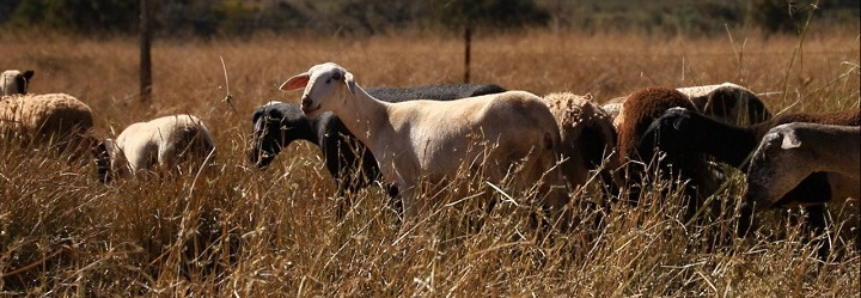 Em 2021, ovinocultores atendidos pelo Senar/MS comercializam 1,7 mil animais com receita de R$ 778 mil