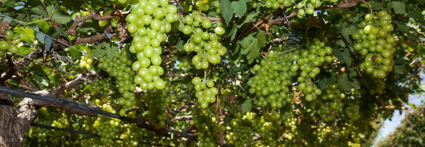 Agro.BR promove cerca de 160 reuniões em rodada de negócios para o setor de frutas e derivados