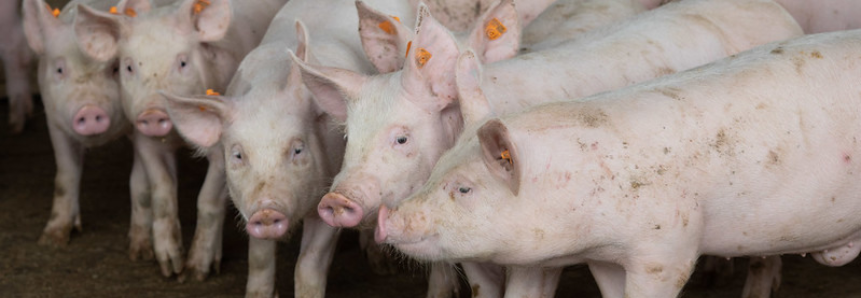 Painéis do Campo Futuro analisam custos de produção de suinocultura, aquicultura e café