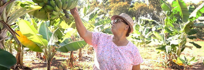 Com um ano de Senar/MS, produtora melhora condição de bananal e obtém lucro com a venda das frutas