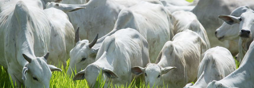 Senar debate ações do projeto FIP Paisagens Rurais em MS