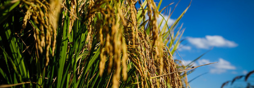 Projeto Campo Futuro apura custos de produção de arroz e café