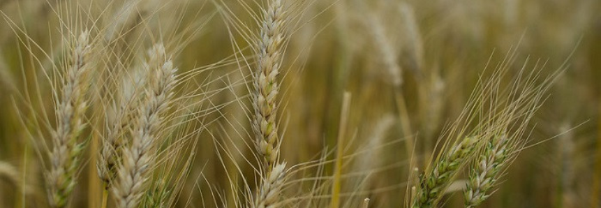 CNA e Embrapa debatem expansão do trigo no Cerrado