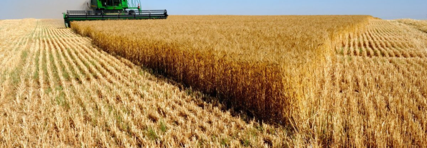 Força do agronegócio é destaque na Alep