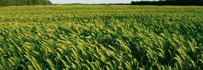 Cultivo de cevada ganha destaque no Paraná