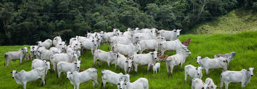 Vacinação contra a febre aftosa vai até o dia 15 de junho