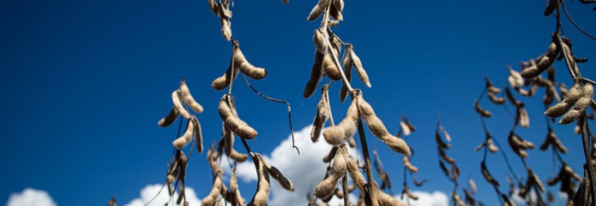 Projeto Campo Futuro levanta custos de produção de grãos no RS