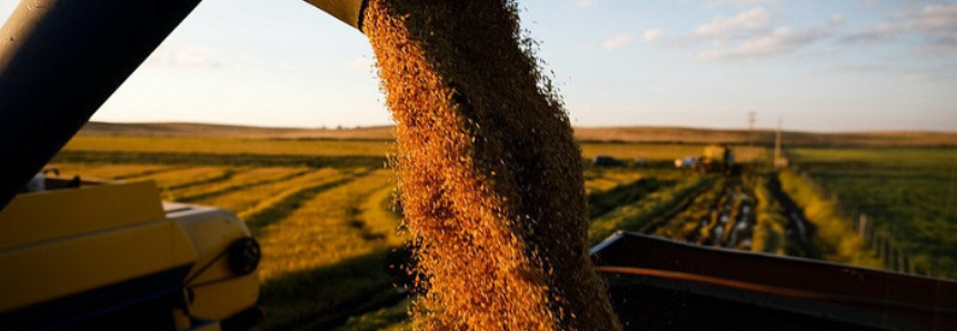 CNA e Farsul debatem cenário da safra de arroz e destacam linha de crédito para comercialização