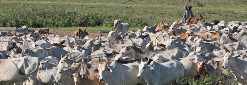 Famato ingressa em ação no STF para demonstrar a inaplicabilidade da Lei da Mata Atlântica no bioma Pantanal