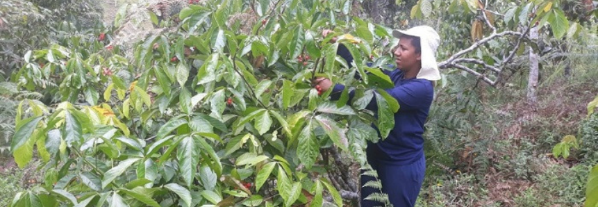 Produtores de cacau, café e guaraná do projeto Agro.BR realizam primeiras exportações