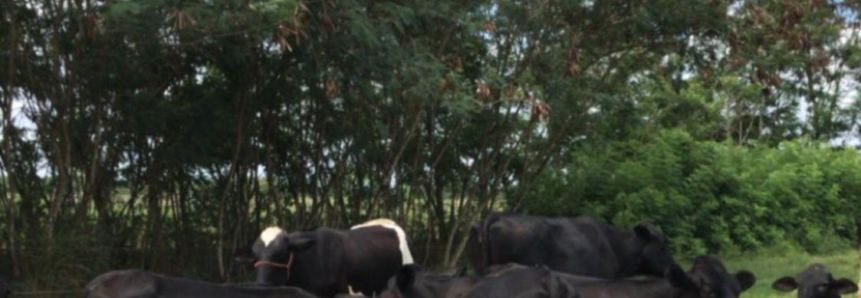 Produtores participam de Dia de Campo remoto sobre planejamento forrageiro