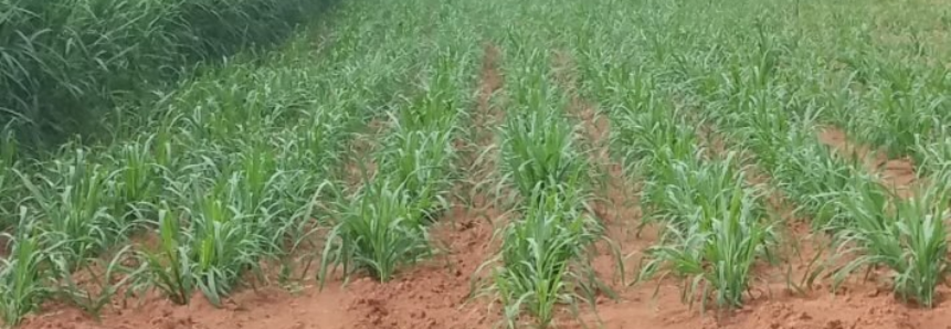 Produtor rural aprende técnicas em curso e se prepara para alimentar o gado durante seca