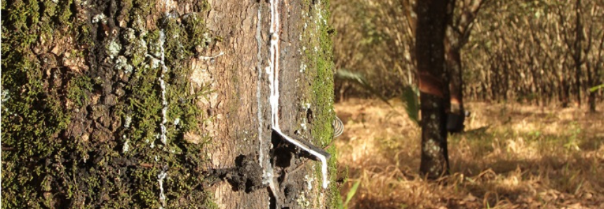 Preço de importação da borracha natural tem queda de 8,26% em abril