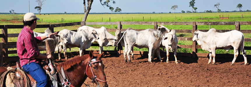 Bovinocultura de corte é responsável por 55,6 % dos empregos formais gerados na agropecuária em MS