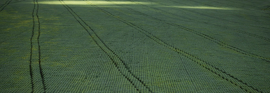 CNA e FenSeg debatem desafios do seguro rural para safra 2021/2022