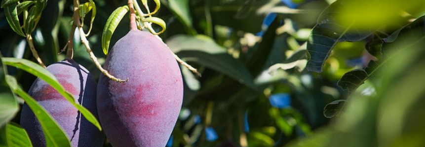 Participantes do Agro.BR conhecem benefícios da certificação para a exportação de frutas