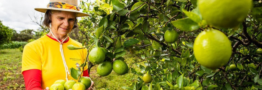 CNA realiza capacitação com foco na exportação de frutas e produtos derivados