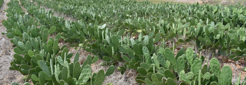 Senar Sergipe realiza Dia de Campo remoto sobre palma forrageira