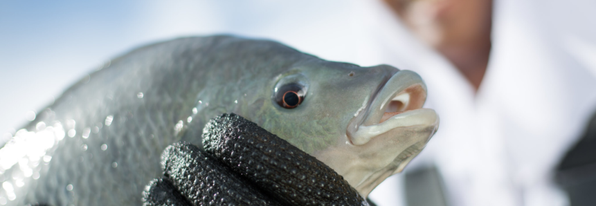 Os segredos de quem se mantêm no mercado do peixe