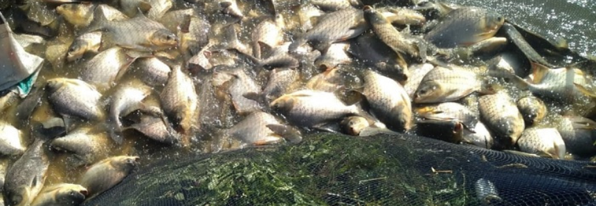 Casal triplica produção de peixe com assistência técnica do Senar