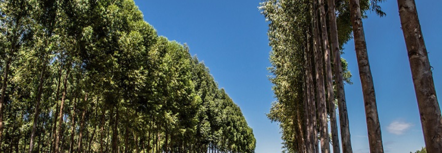 Boas práticas dão sustentação ambiental, econômica e social para atividade florestal