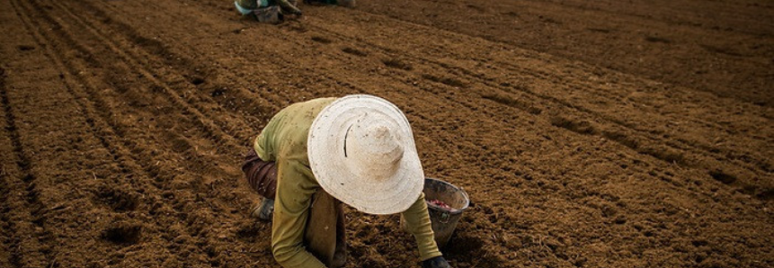 Geração de empregos no agro se mantém em janeiro