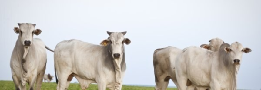Senar-MT disponibiliza dois novos treinamentos sobre carnes bovinas