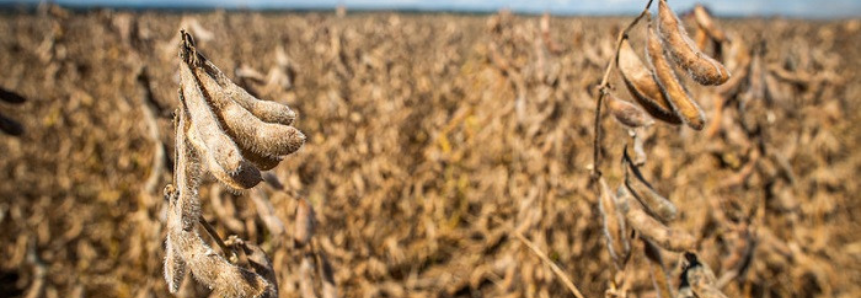 Para CNA, renovação do Convênio ICMS 100 deveria incluir todos os insumos agropecuários