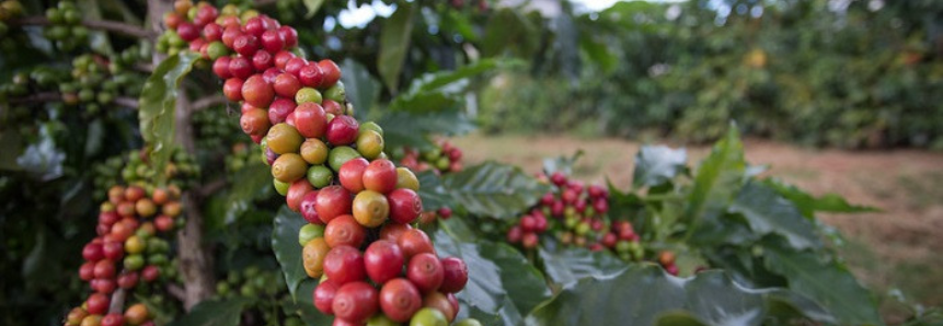 Comissões de Café e de Hortaliças e Flores da CNA debatem temas trabalhistas