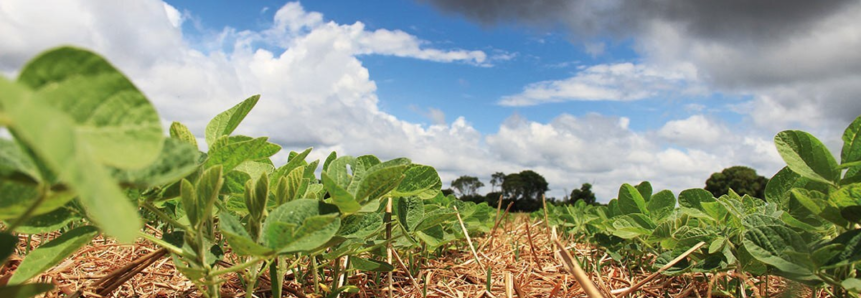 Seguro Rural: produtor pode se candidatar aos programas federal e estadual