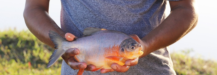 Levantamento do Senar/MS projeta um aumento de 143% na venda de pescado para a próxima Semana Santa