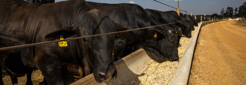 Alteração em licenciamento ambiental sobre norma de rações para pecuária