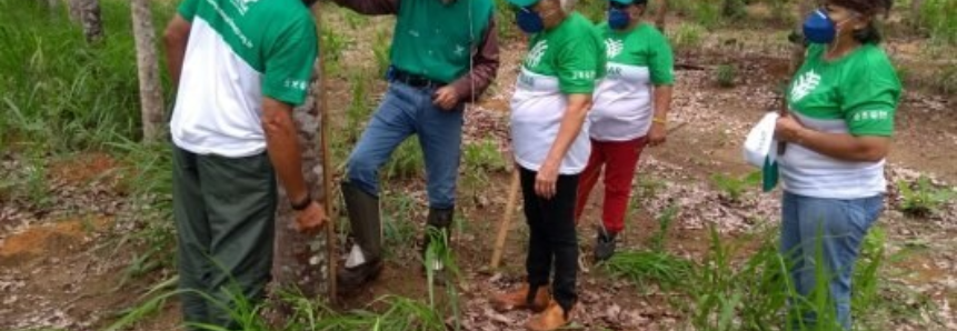 Através de treinamento, Senar-MT auxilia produtores na extração de látex de seringueiras