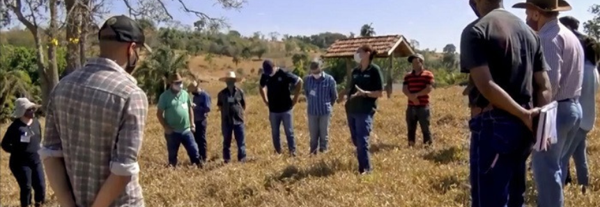 Manejo de pastagem melhora rentabilidade de pecuaristas de Goiás