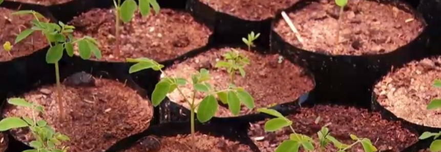 Iniciativa no RN distribui mudas a produtores do semiárido e ajuda na sustentabilidade e geração de renda