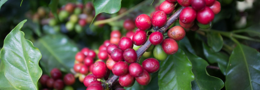 Quebra de safra preocupa cafeicultores