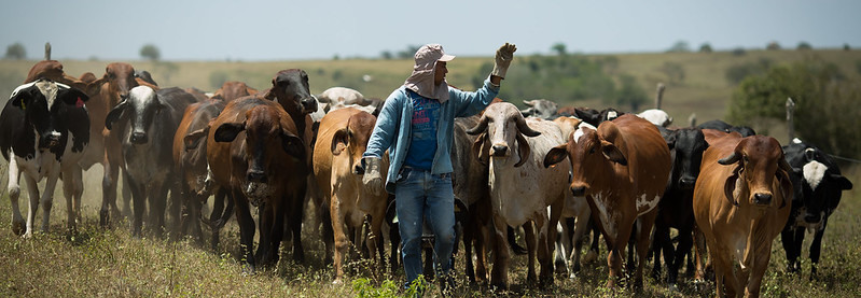 Todos os criadores de animais precisam atualizar o cadastro no Sistema de Integração Agropecuária