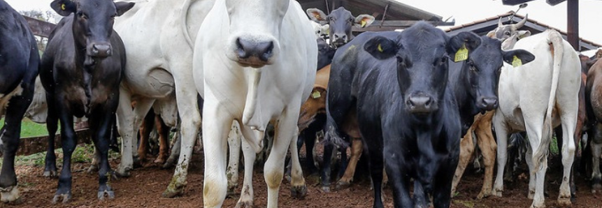 Maior produtividade, em menor área com menos tempo, define equação da evolução do rebanho