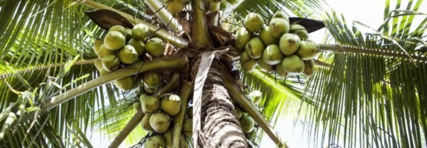 Cultivo do coco vira possibilidade para produtores de Mato Grosso