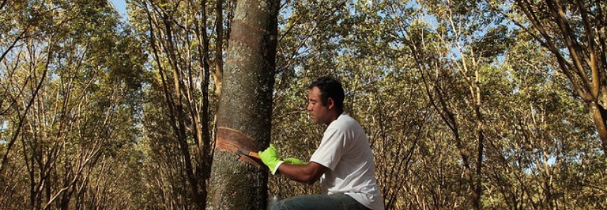 CNA discute estratégias para recuperação do setor de borracha natural