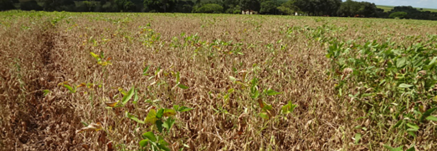 Sistema FAEP/SENAR-PR promove curso pioneiro de seguro agrícola para grãos